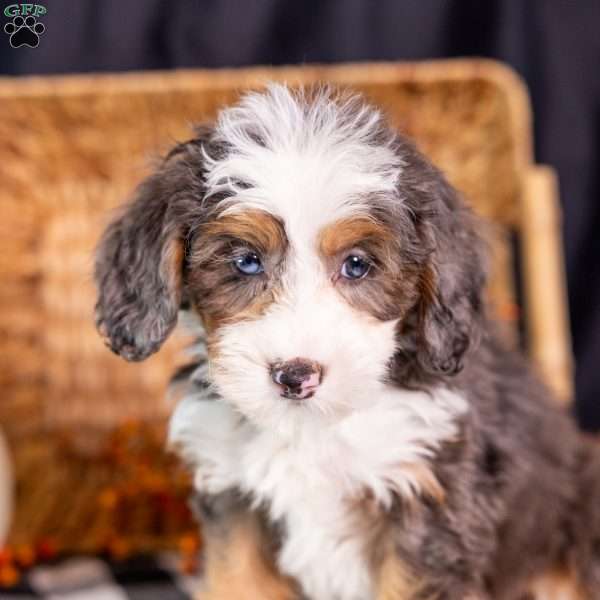Ziggy, Mini Bernedoodle Puppy